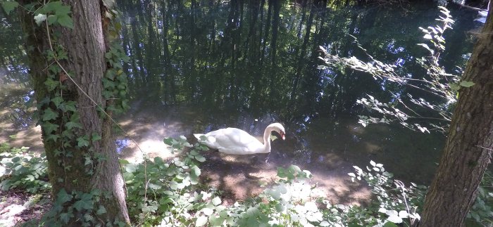 Foto cisne en el canal